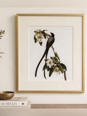 Audubon Fork Tailed Flycatcher Illustration | Substantial Gold Frame & Cream Mat